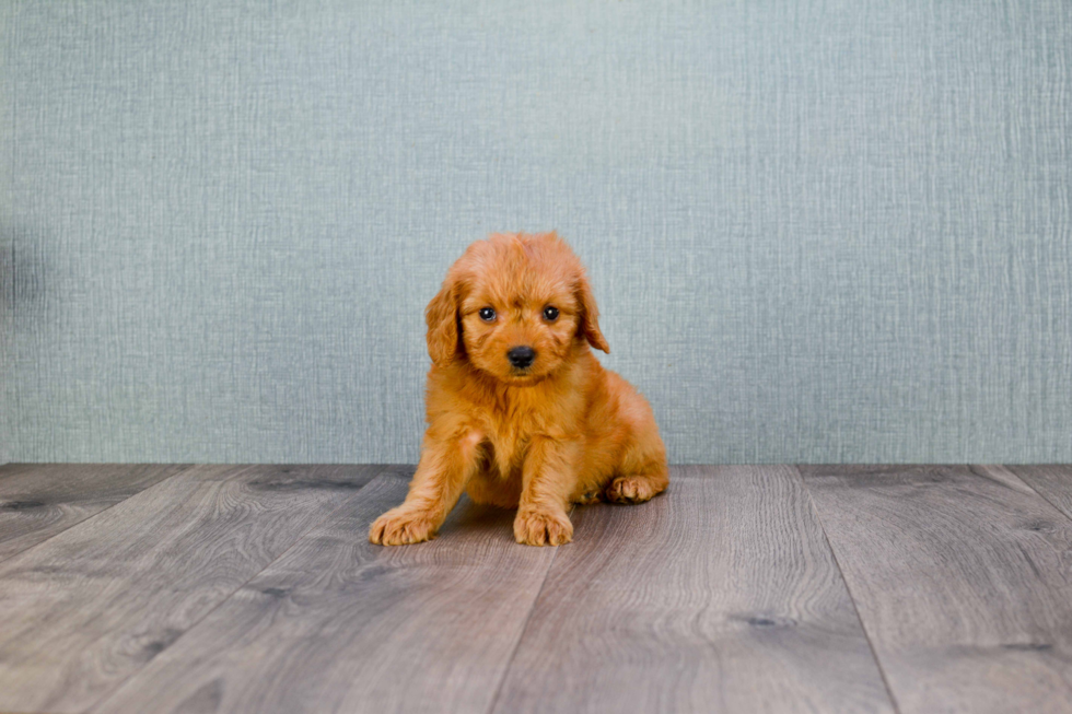 Mini Goldendoodle Pup Being Cute