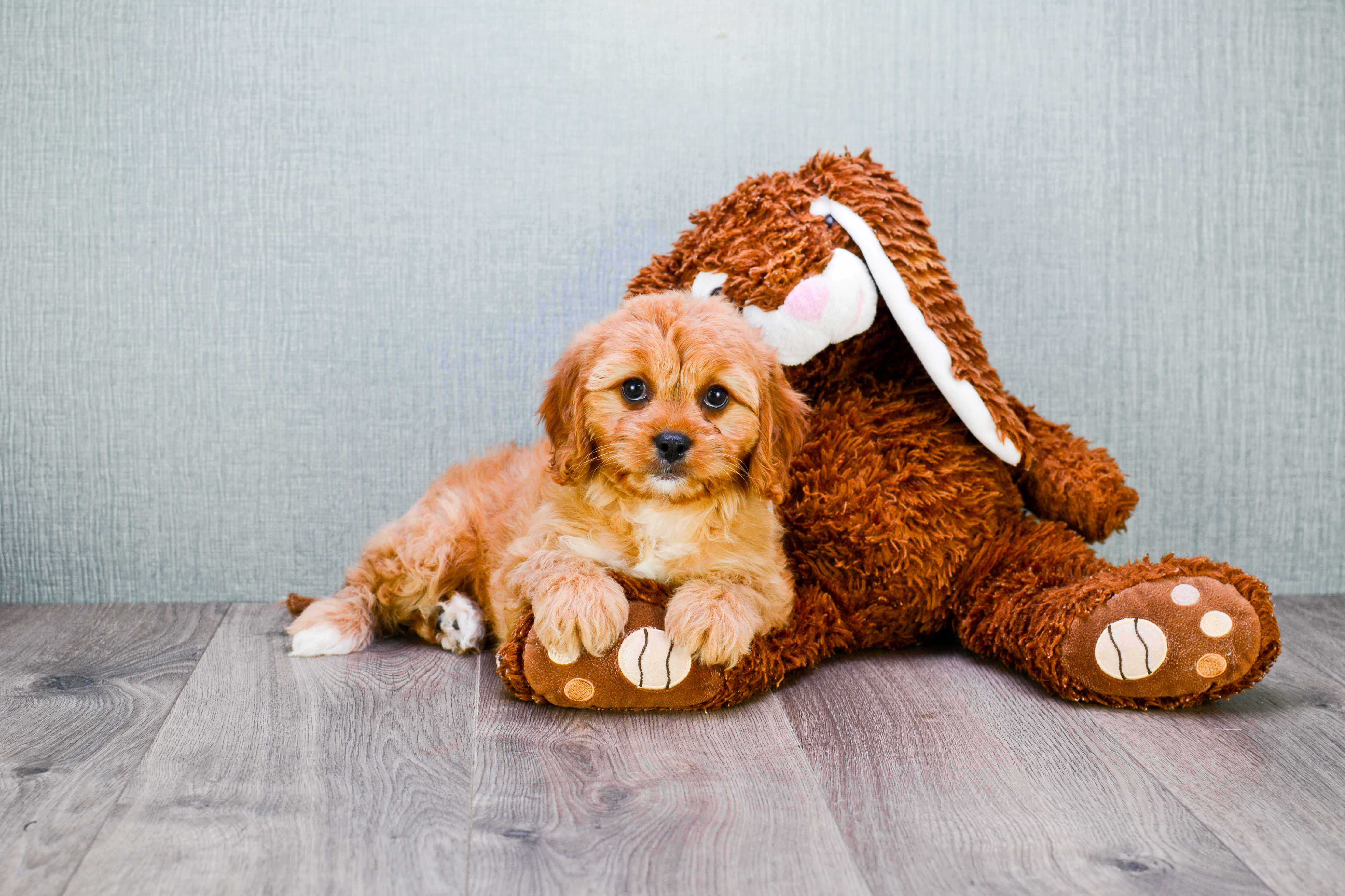 Small Cavapoo Baby