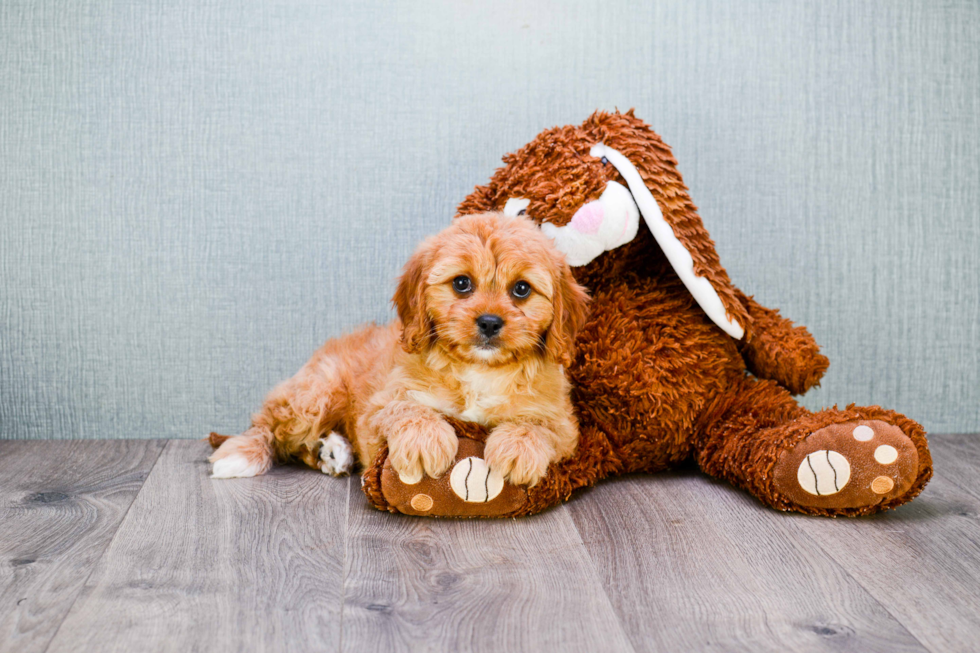 Small Cavapoo Baby