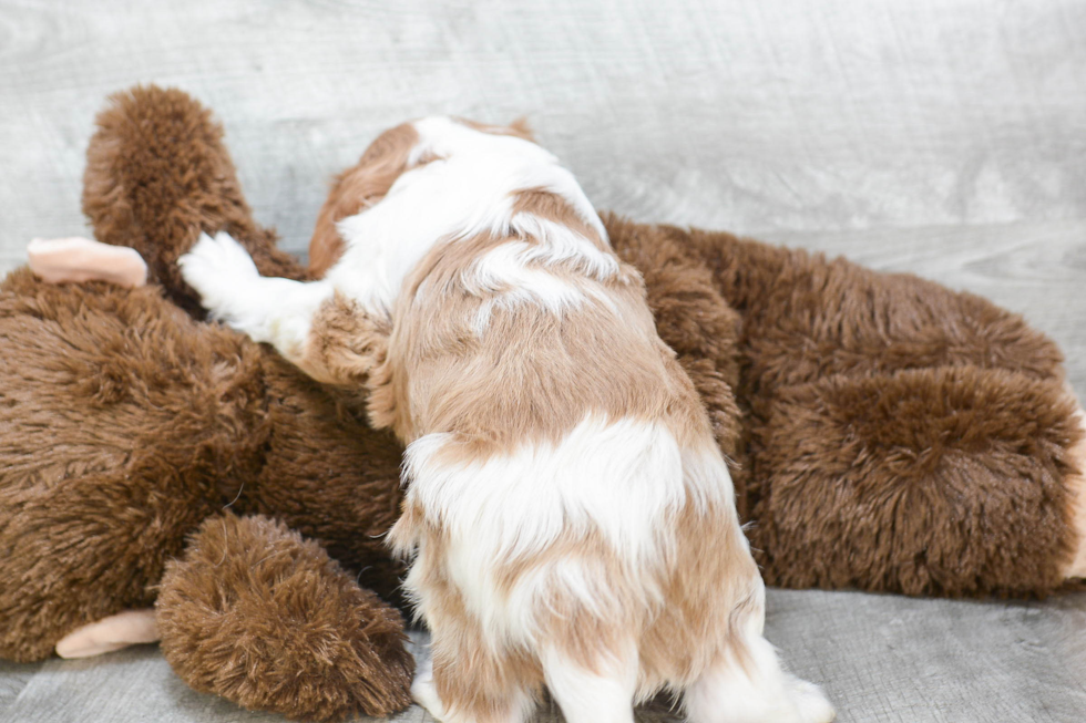 Fluffy Cavalier King Charles Spaniel Purebred Puppy