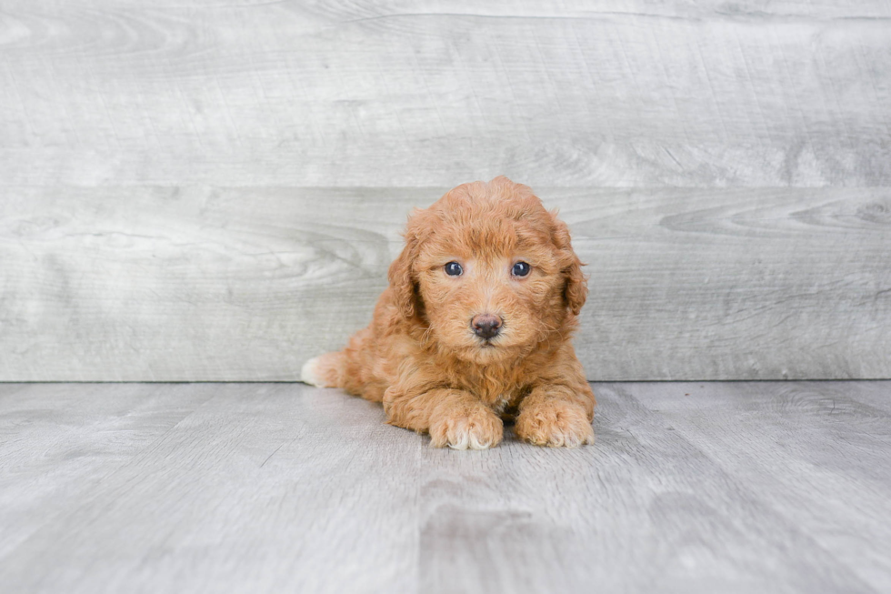 Cavapoo Pup Being Cute