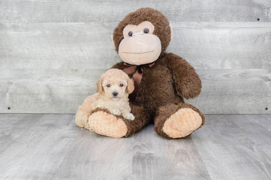 Energetic Maltese Poodle Poodle Mix Puppy