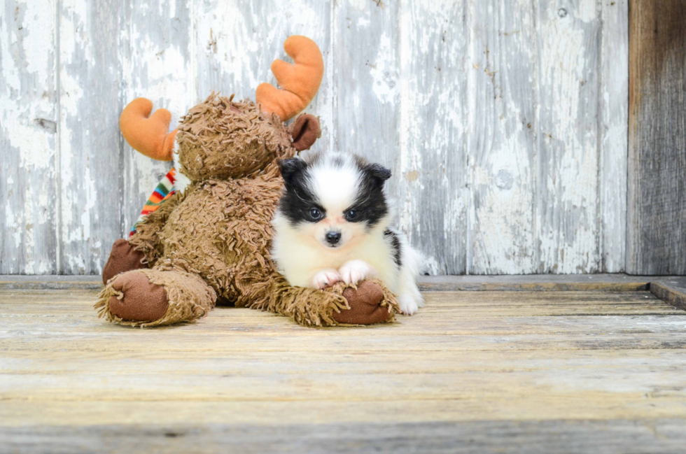 Pomeranian Puppy for Adoption