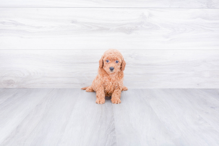 Small Mini Goldendoodle Baby