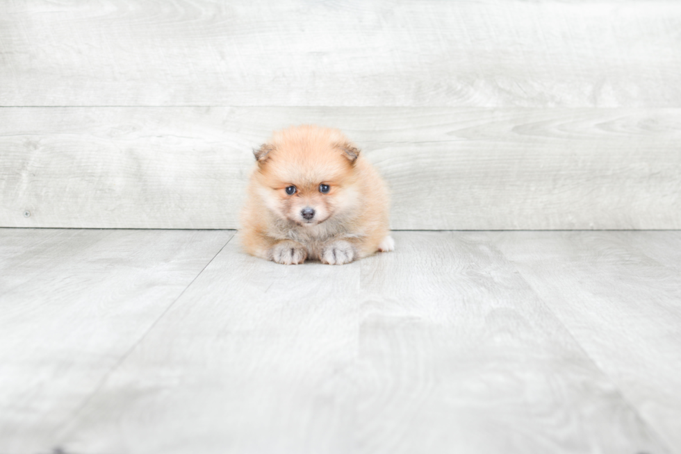 Energetic Pomeranian Purebred Puppy