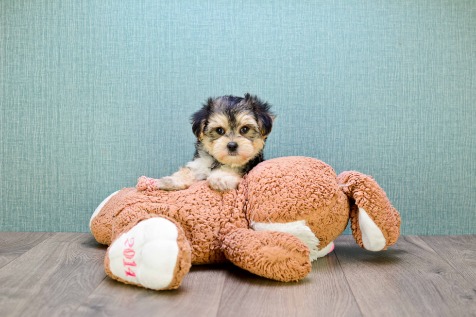 Best Morkie Baby