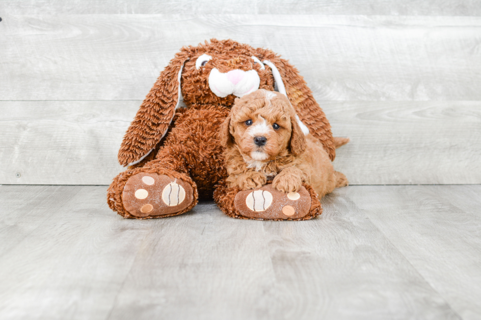 Best Cavapoo Baby