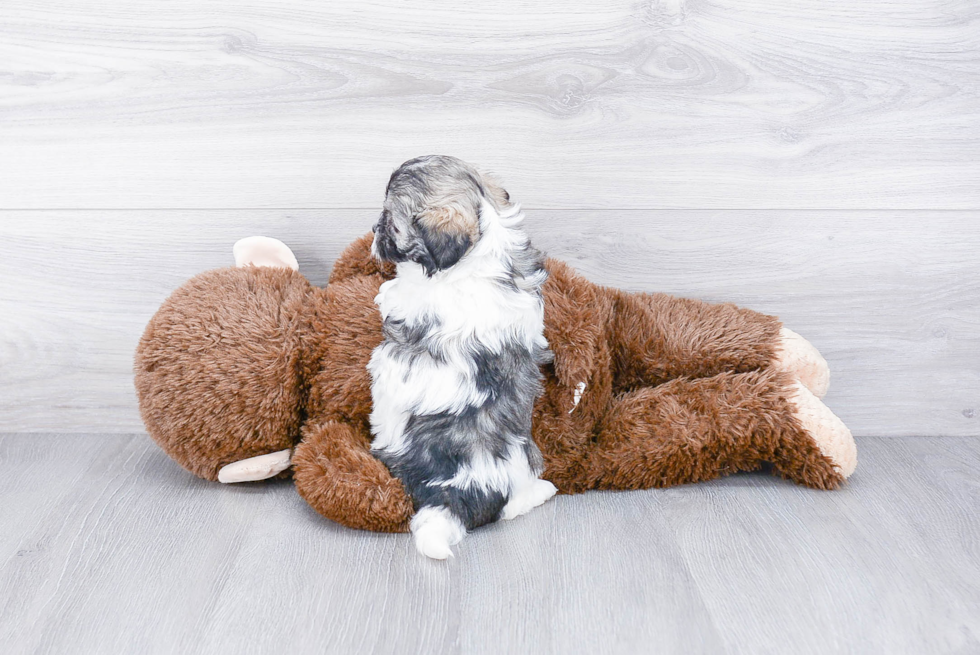 Smart Maltipoo Poodle Mix Pup