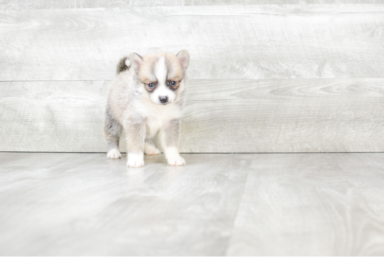 Friendly Pomsky Baby