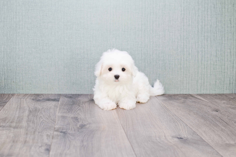 Small Maltese Purebred Pup