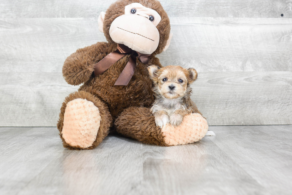 Fluffy Morkie Designer Pup