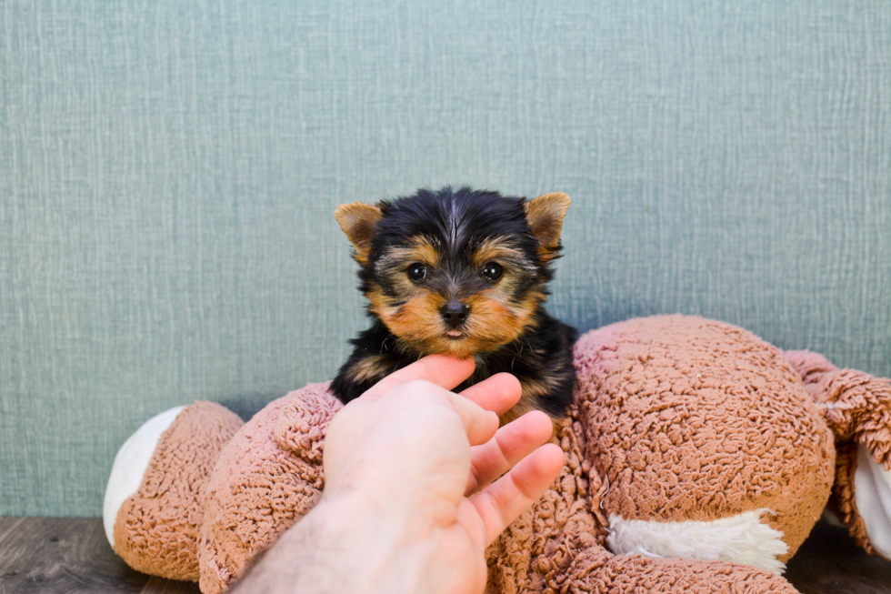 Meet Ronaldo - our Yorkshire Terrier Puppy Photo 