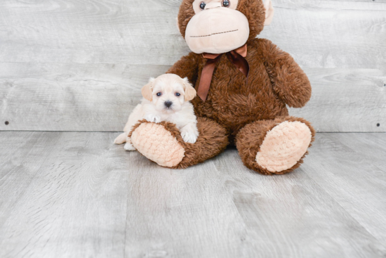 Maltipoo Puppy for Adoption