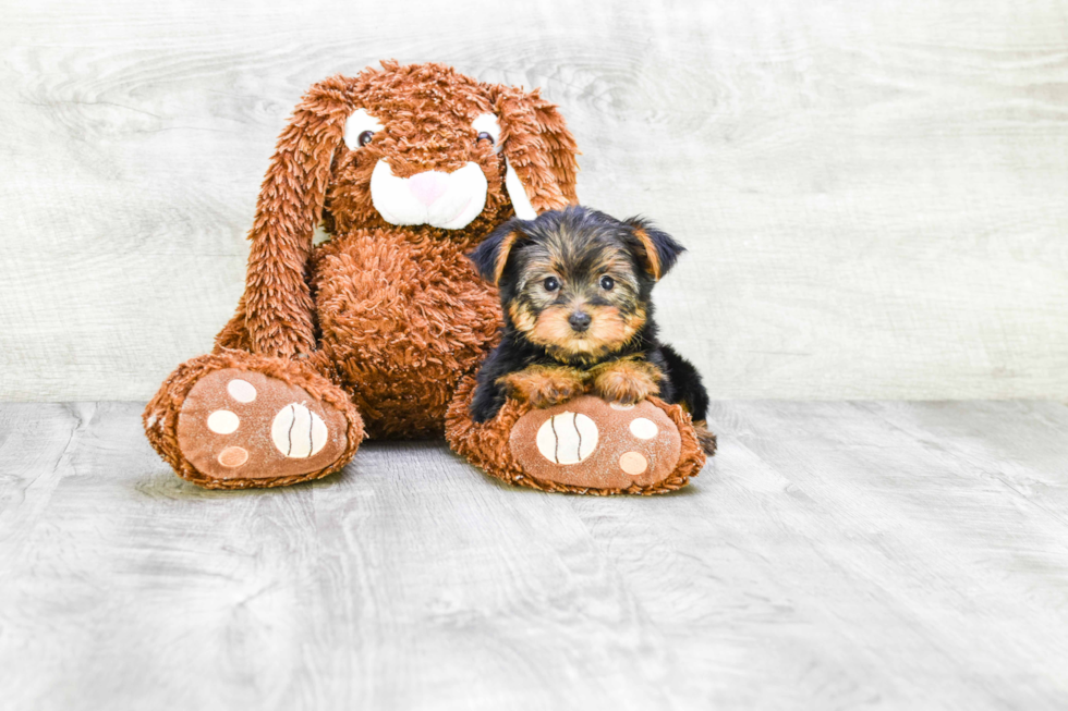 Meet Izzie - our Yorkshire Terrier Puppy Photo 