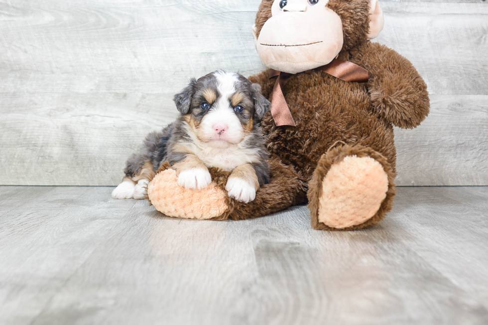 Funny Mini Bernedoodle Poodle Mix Pup