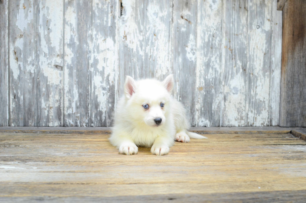 Pomsky Pup Being Cute