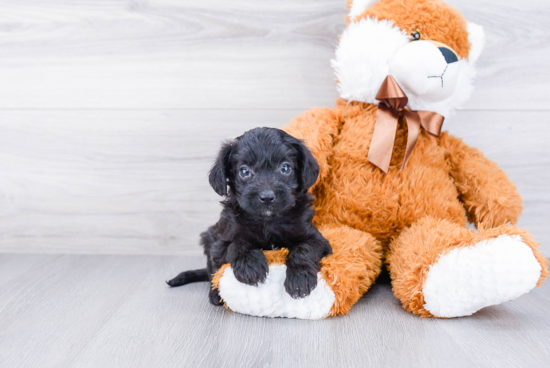 Little Pomeranian Baby