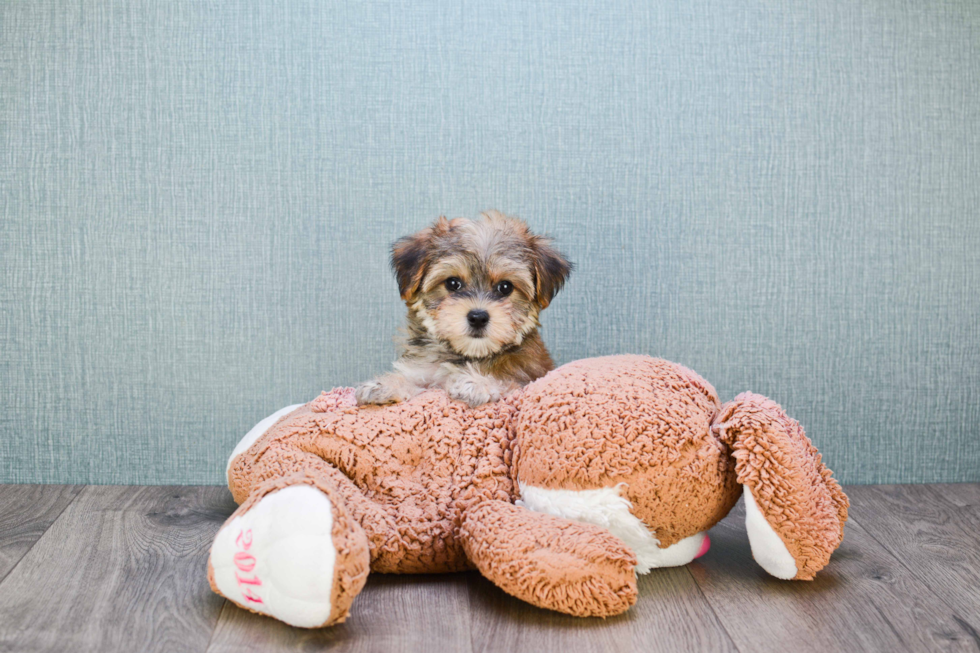 Best Morkie Baby