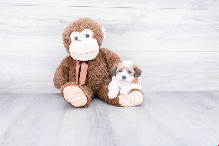 Popular Teddy Bear Designer Pup