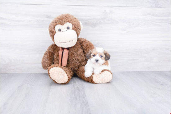 Popular Teddy Bear Designer Pup