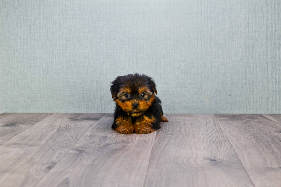 Meet Trigger - our Yorkshire Terrier Puppy Photo 