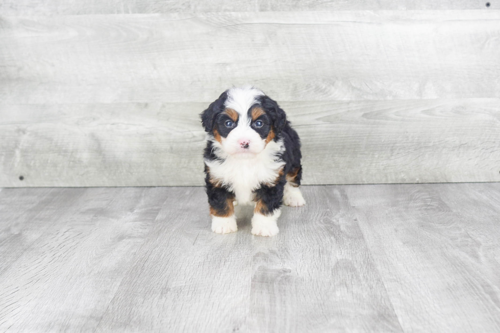 Mini Bernedoodle Puppy for Adoption