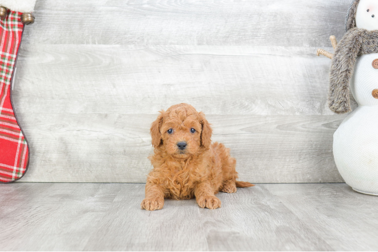 Petite Mini Goldendoodle Poodle Mix Pup