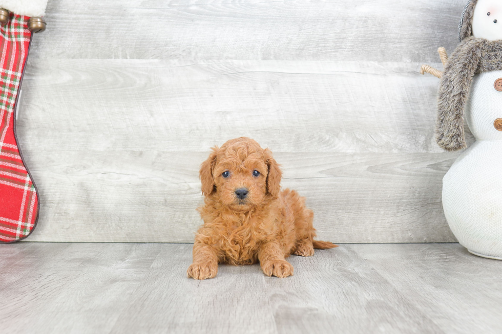 Petite Mini Goldendoodle Poodle Mix Pup