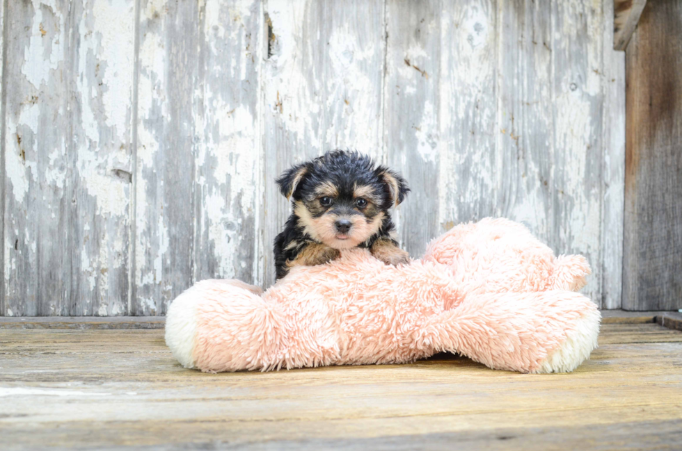 Morkie Pup Being Cute