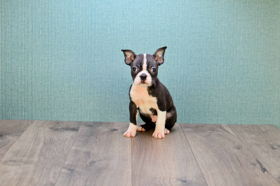 Petite Boston Terrier Purebred Puppy