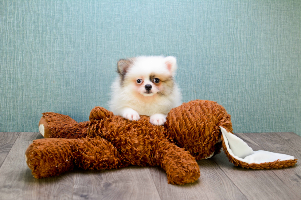 Pomeranian Pup Being Cute