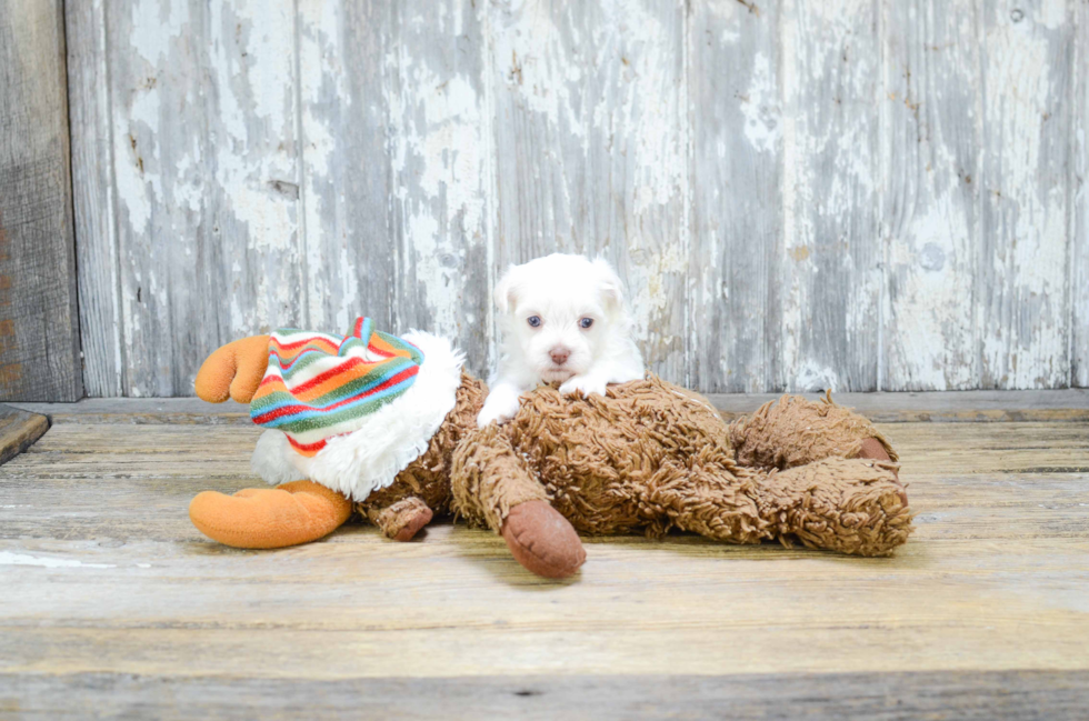 Best Havanese Baby