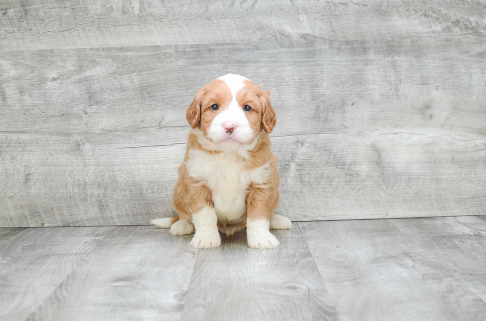 Best Mini Goldendoodle Baby