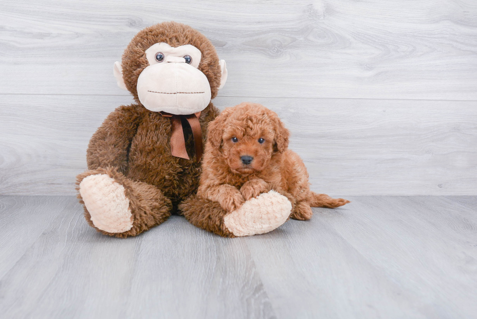 Mini Goldendoodle Pup Being Cute