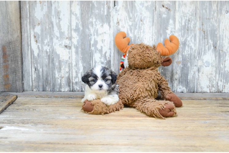 Popular Teddy Bear Designer Pup