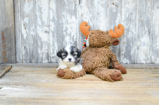 Popular Teddy Bear Designer Pup