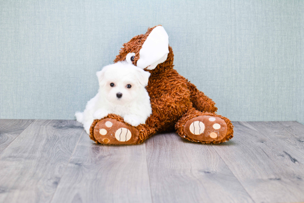 Small Maltese Baby