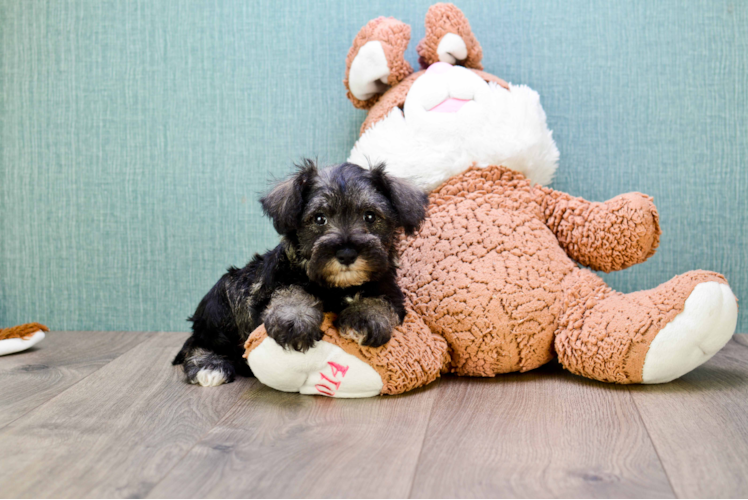 Mini Schnauzer Pup Being Cute