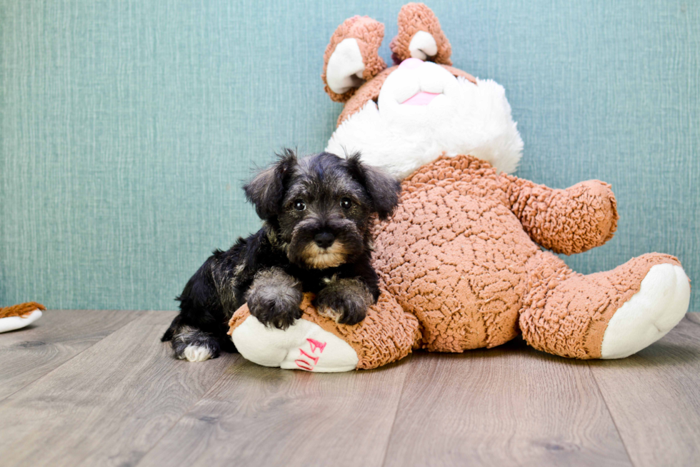 Mini Schnauzer Pup Being Cute