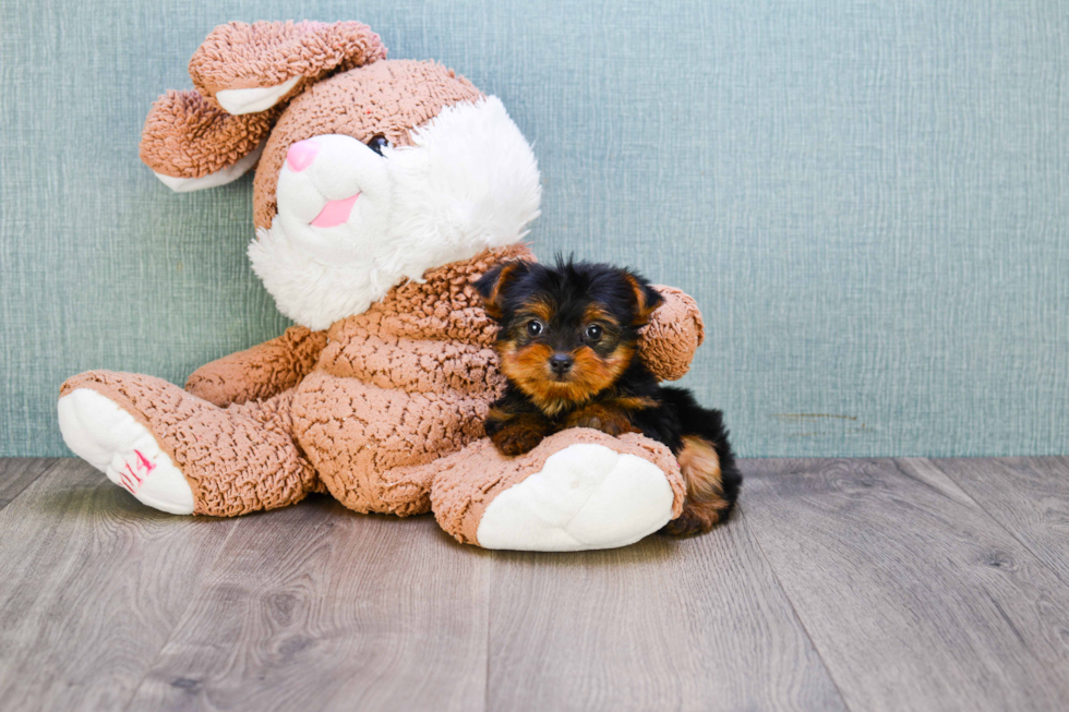 Meet Steph - our Yorkshire Terrier Puppy Photo 