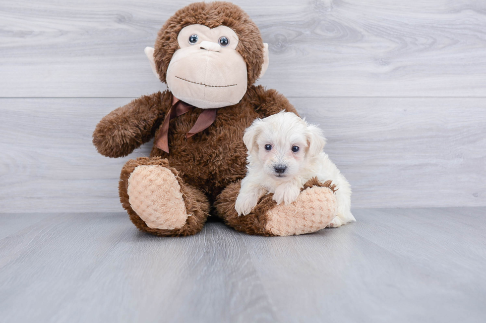 Sweet Maltipoo Baby