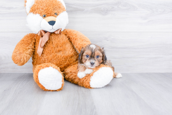 Smart Teddy Bear Designer Pup