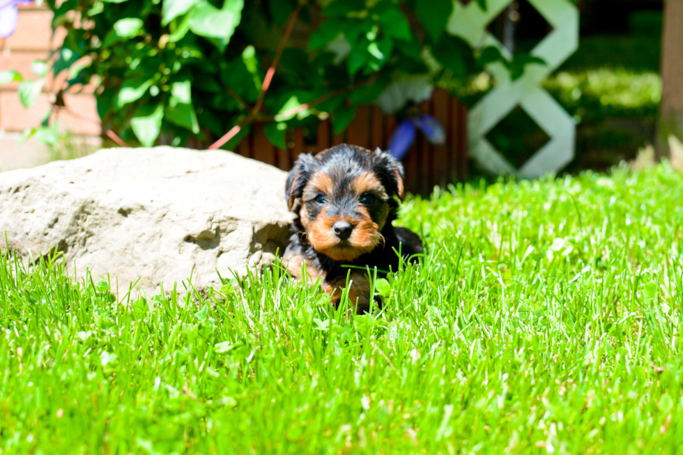 Hypoallergenic Yorkie Doodle Poodle Mix Puppy