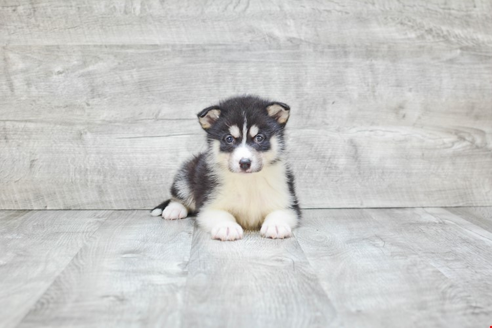 Little Mini Husky Designer Puppy