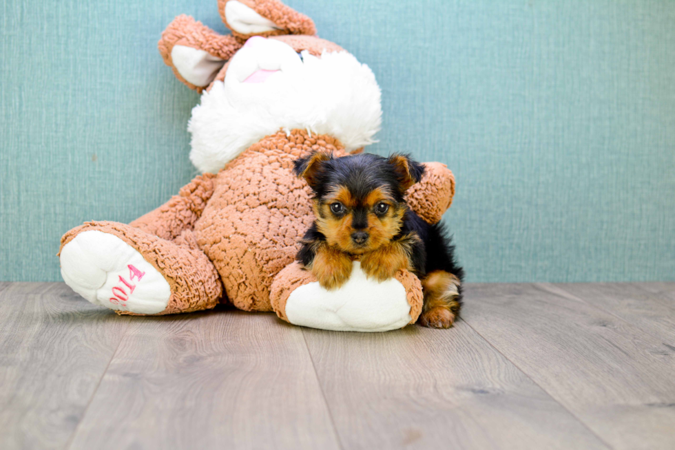 Meet Levi - our Yorkshire Terrier Puppy Photo 