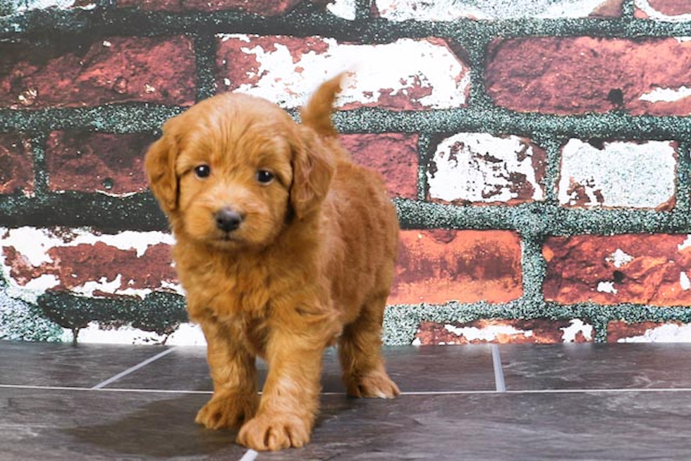 Mini Goldendoodle Puppy for Adoption