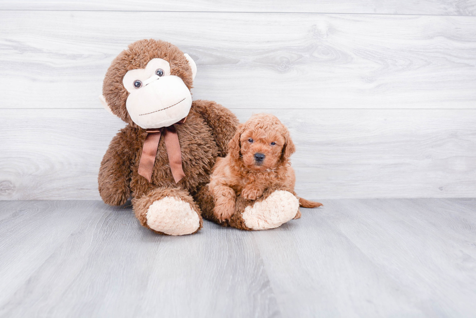 Mini Goldendoodle Pup Being Cute