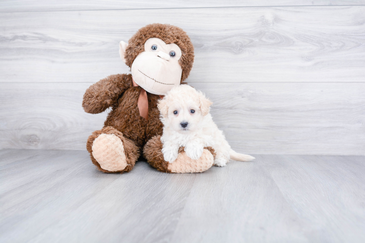 Maltipoo Puppy for Adoption