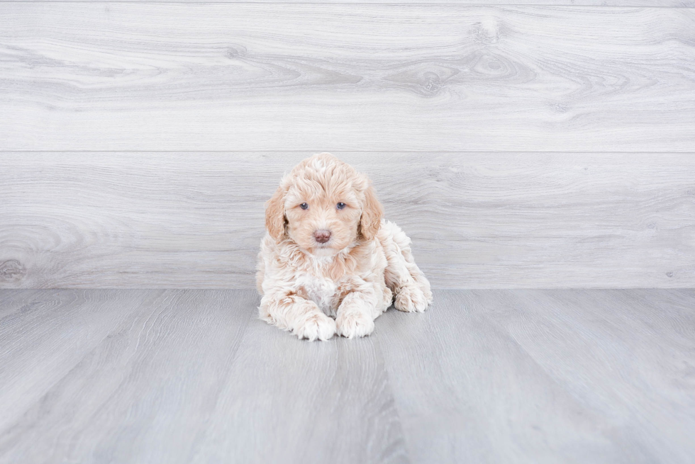 Best Mini Goldendoodle Baby