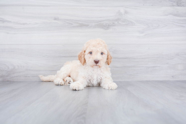 Best Mini Goldendoodle Baby